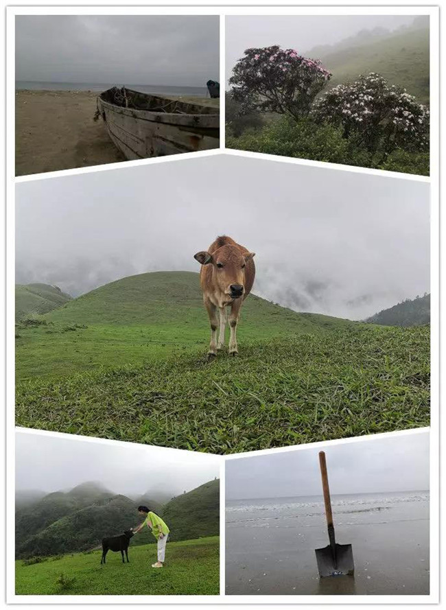 5月1日，陽西藍(lán)袍藍(lán)看海，陽春雞籠頂?shù)巧劫p高山杜鵑